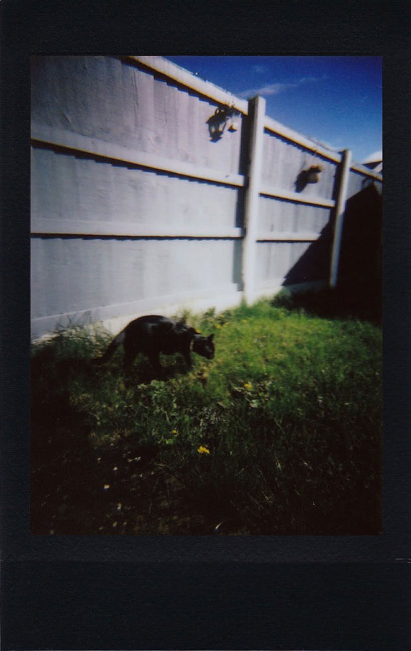 cat walking in the garden