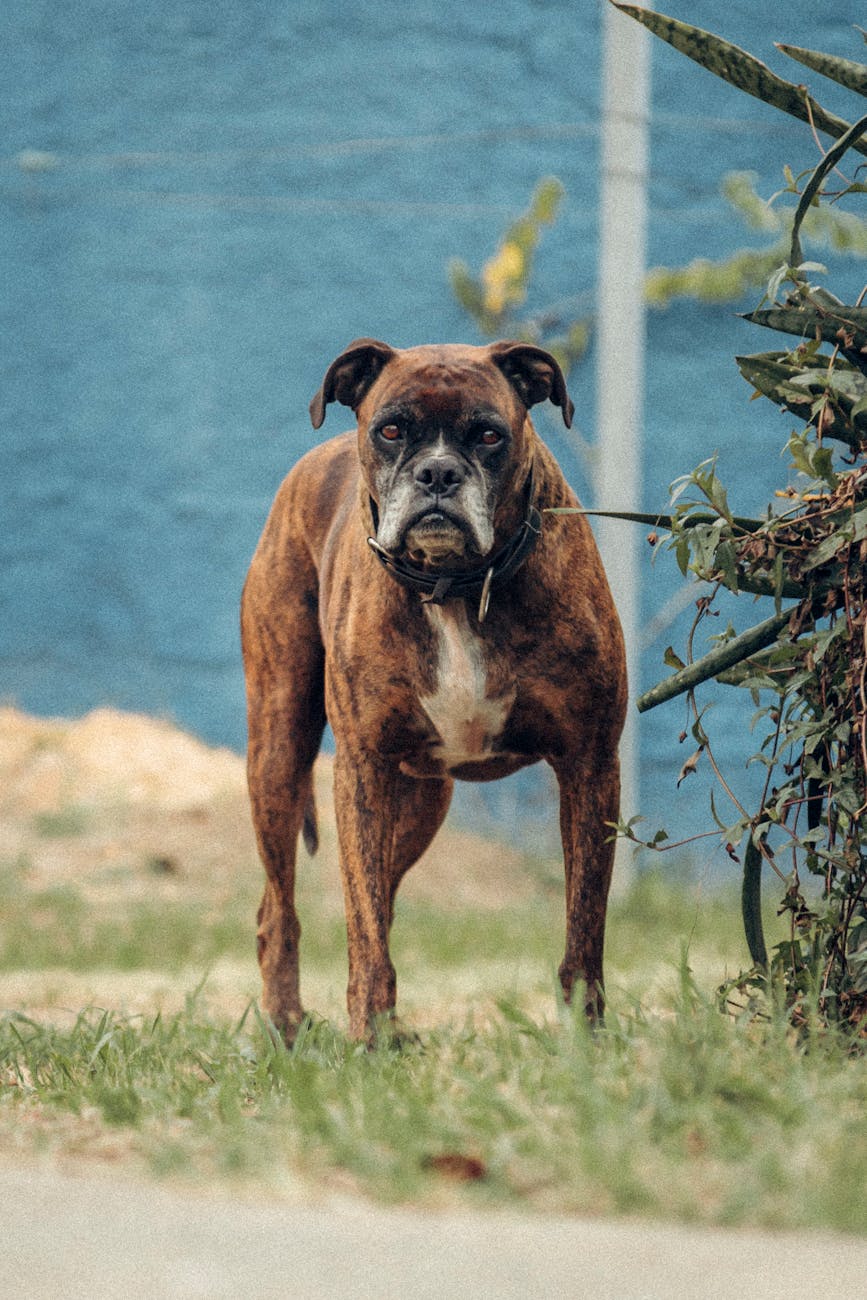 selective focus of boxer dog